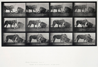 Animal Locomotion, Plate 727: Lioness Walking, Lion Lying Down, from the series Animals and Movements, Wild Animals and Birds
