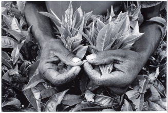 Tea Plantation Worker, Rwanda, from the series Workers