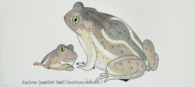 toads drawing