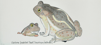 Eastern Spadefoot Toad from Frogs, Toads, Lizards, and Salamanders