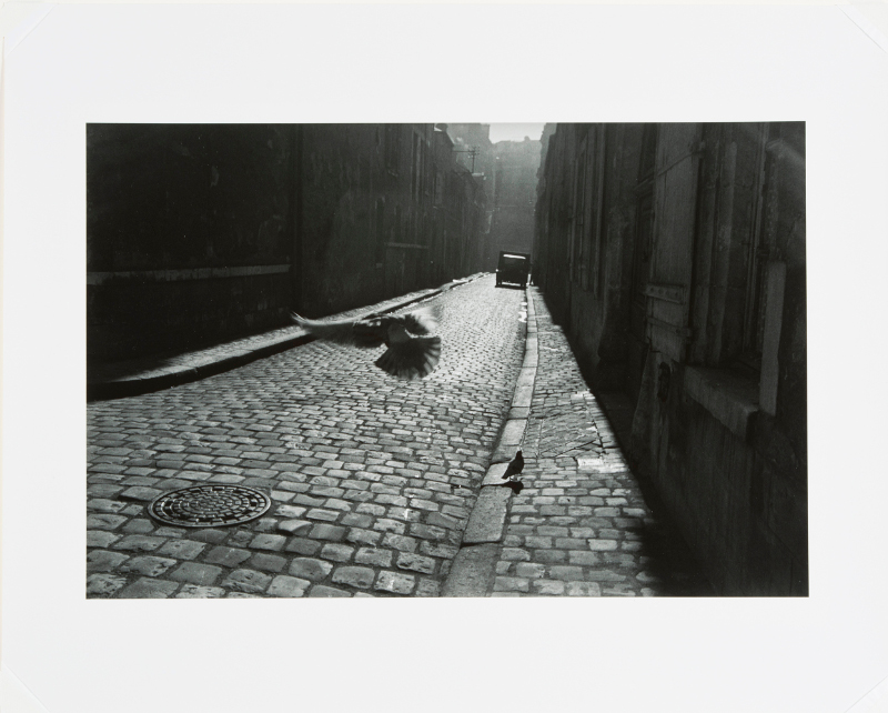 Pigeon in Cobbled Street, Orleans