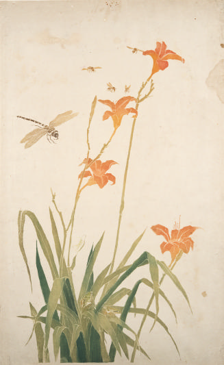 Insects, Frogs and Daylilies