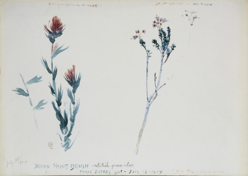 Indian Paintbrush, Three Sisters