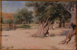 Olive Trees in the Holy Land