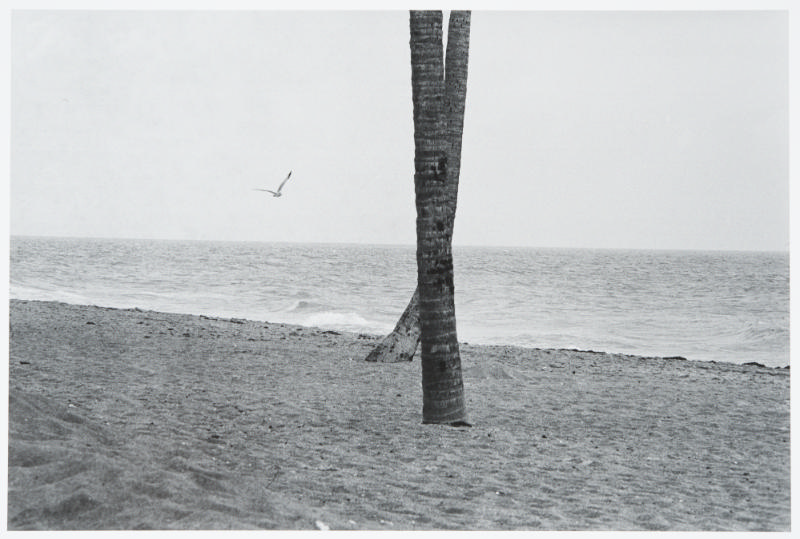 Seagull and Crossed Trees, Florida