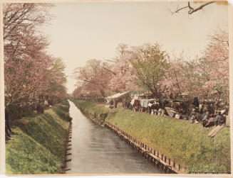 Cherry Bank at Koganei