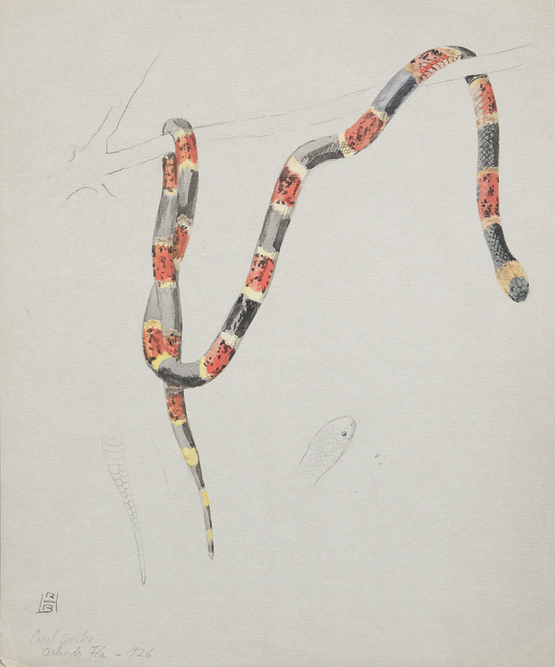 Coral Snake