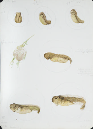 Larvae Development