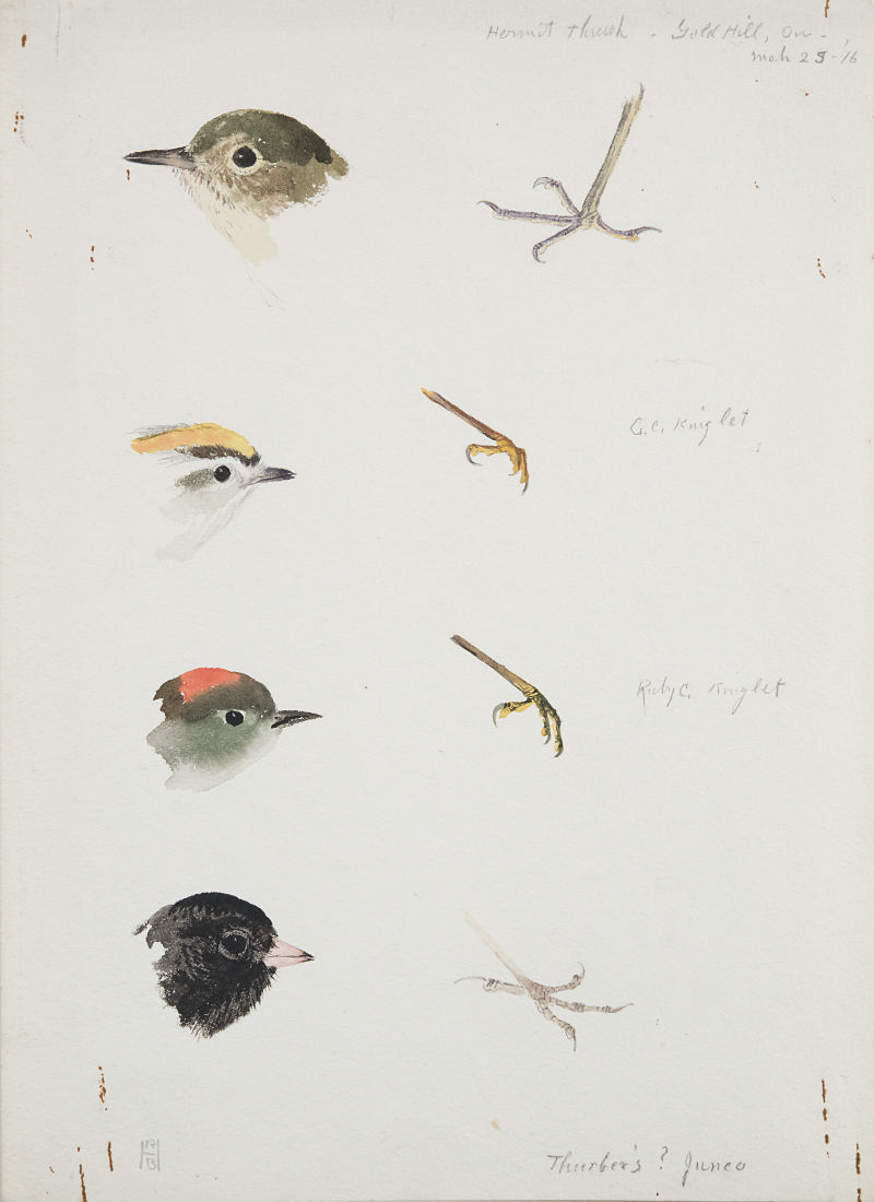 Hermit Thursh, Kinglets, Junco