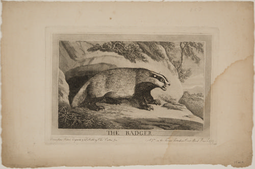 Badger