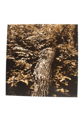 Log Among Leaves