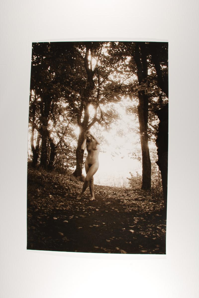 Nude Among Trees