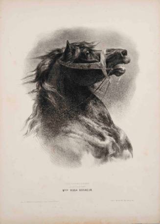 (Head of a Horse), plate 7 from Cours d'études d'animaux