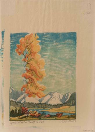 Yellow Poplar, Banff