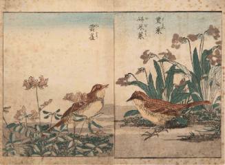 Skylarks Among Clover and  Violets, illustration from Kacho shashin zui