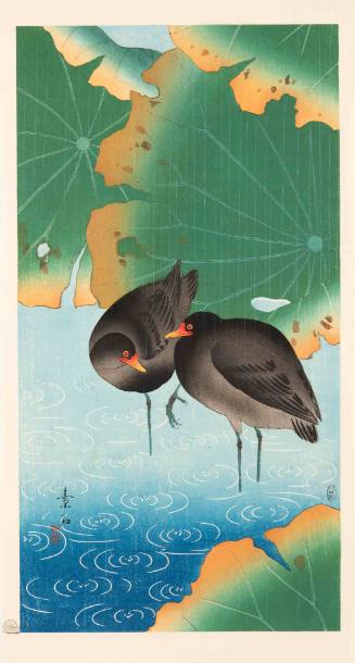 Moorhens and Lotus