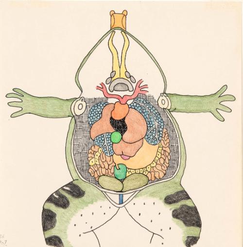 Anatomy of Frog or Toad from Frogs, Toads, Lizards, and Salamanders