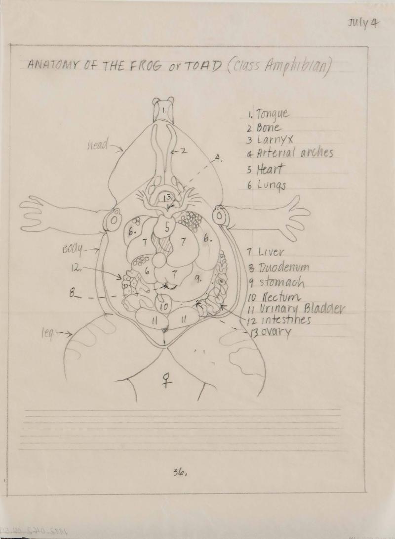 Anatomy of the frog or toad from Frogs, Toads, Lizards, and Salamanders