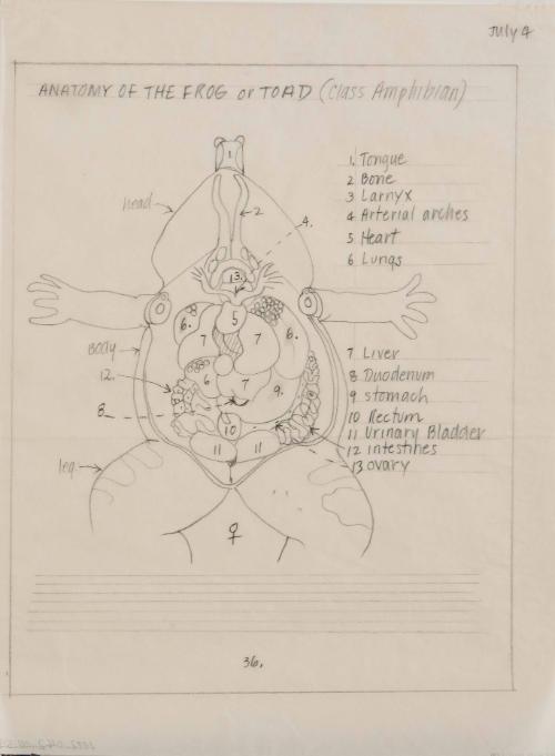 Anatomy of the frog or toad from Frogs, Toads, Lizards, and Salamanders