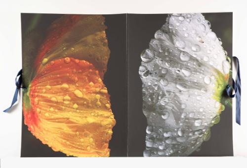 Flowers are Butterflies, cover for the portfolio SEA (Social Environmental Aesthetics)