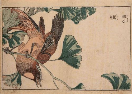 Bird on Ginko Tree, illustration from Kacho shashin zui