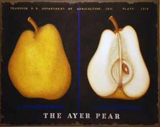 The Ayer Pear